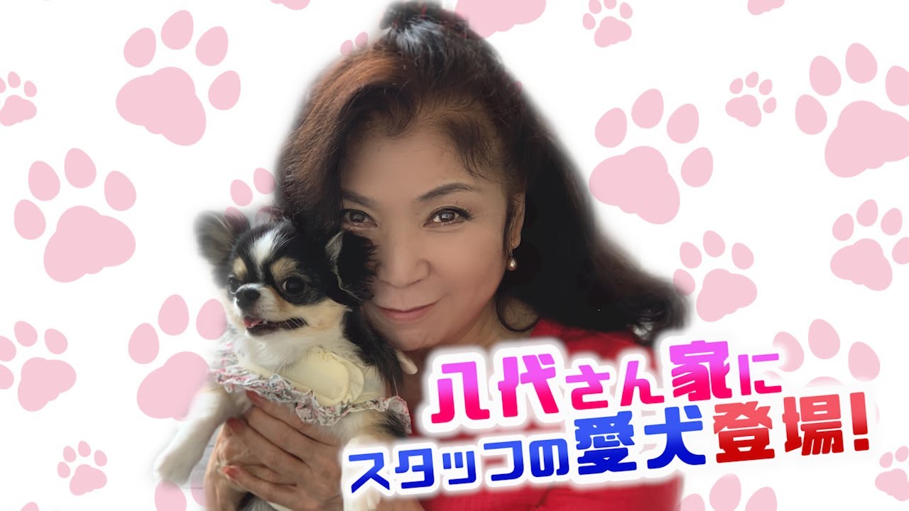 八代亜紀の家に、スタッフの愛犬が遊びに来た♪ - YouTube