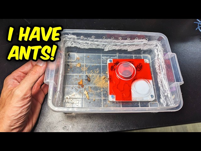 From DESPERATION to JOY - ANTS Experience - YouTube