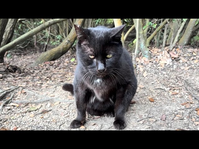 黒猫みんと 黒猫みんと 黒猫みんと 黒猫みんと ぴえん猫ミント