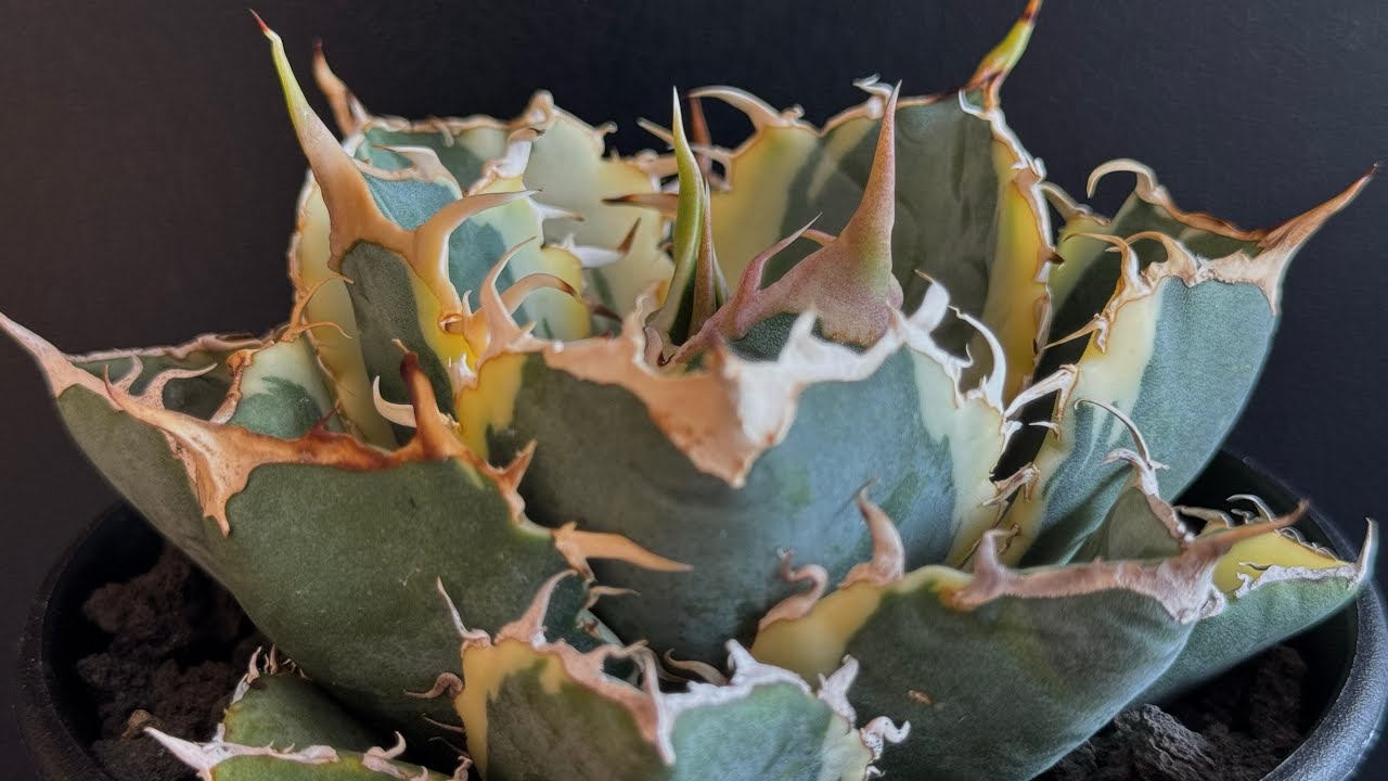 アガベ オテロイ 白鯨 プレステラ120深 アガベ オテロイ 白鯨