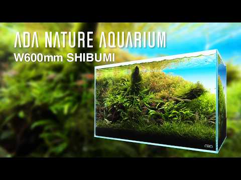 ADAview] SHIBUMI - W600mm Nature Aquarium Layout-【EN/JP Sub