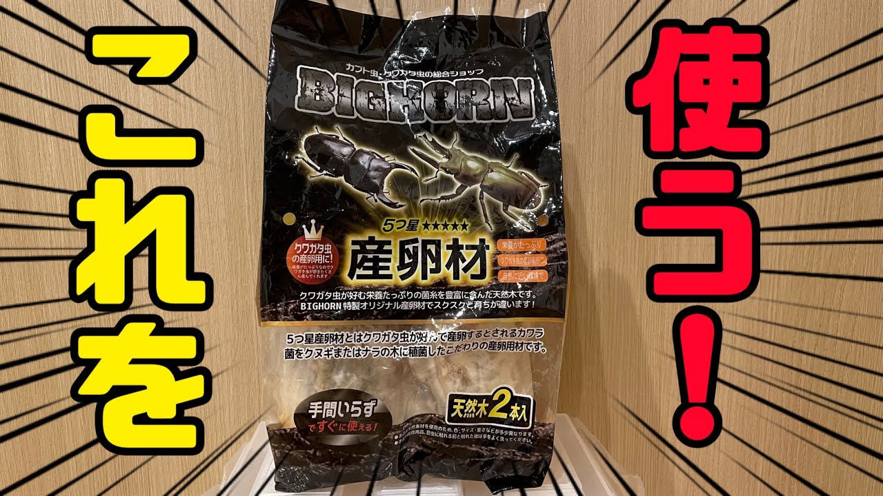 クワガタ飼育】菌糸まみれの産卵木を使って産卵セットを組む