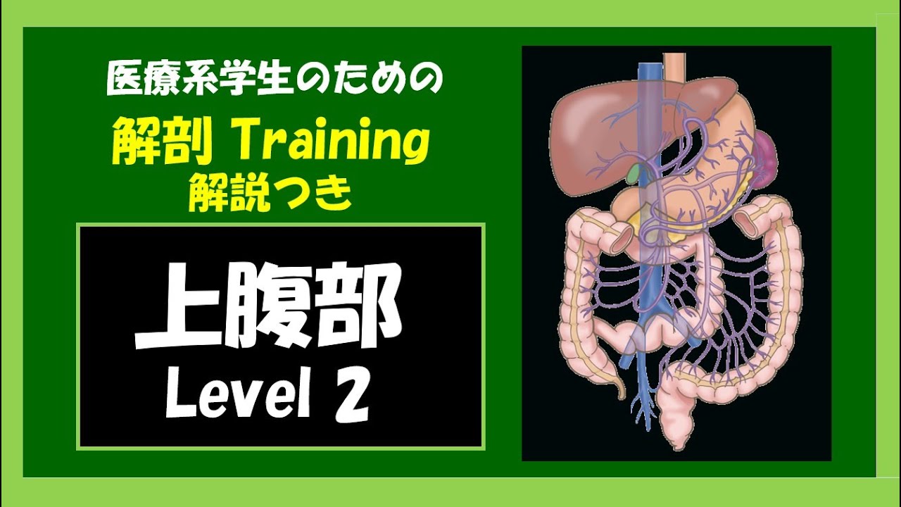 医療系学生】 上腹部解剖 Level 2 解説つき - YouTube