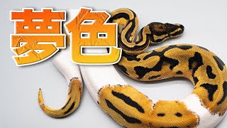 Orange Dream Piebald｜Ball Python Morph List - YouTube