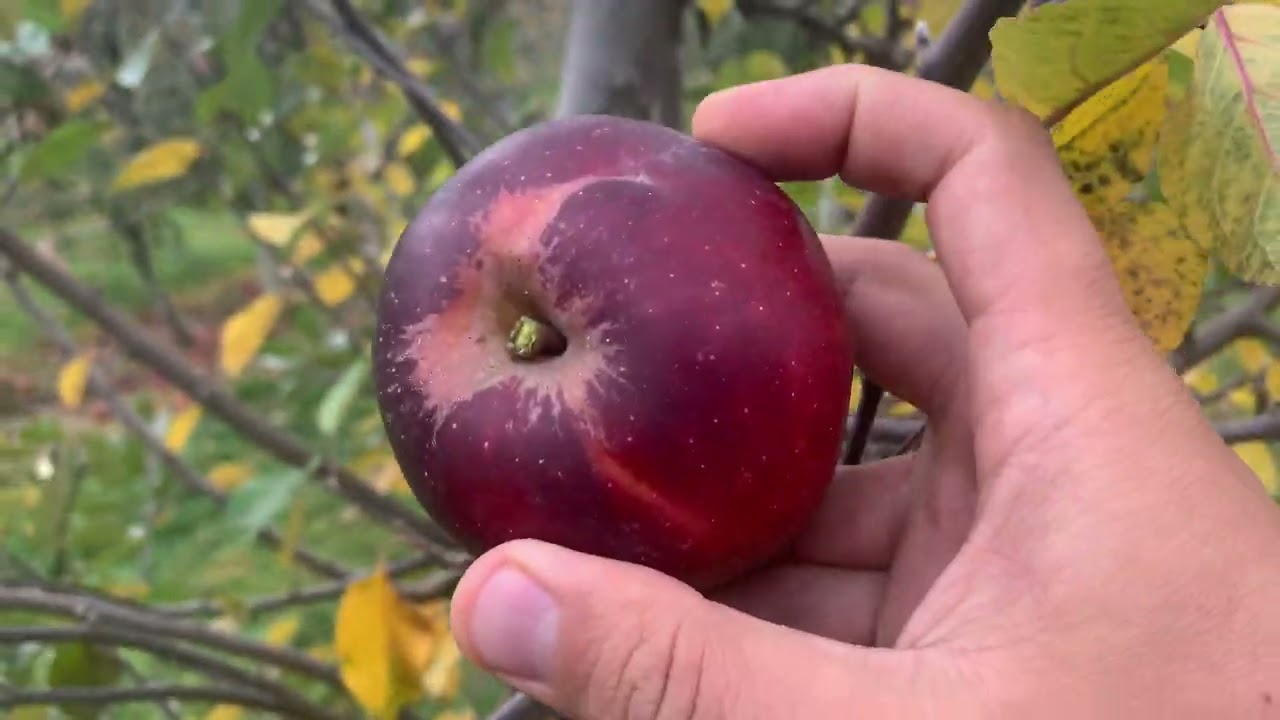 Arkansas Black Apple on G.890 - Cummins Nursery - Fruit Trees
