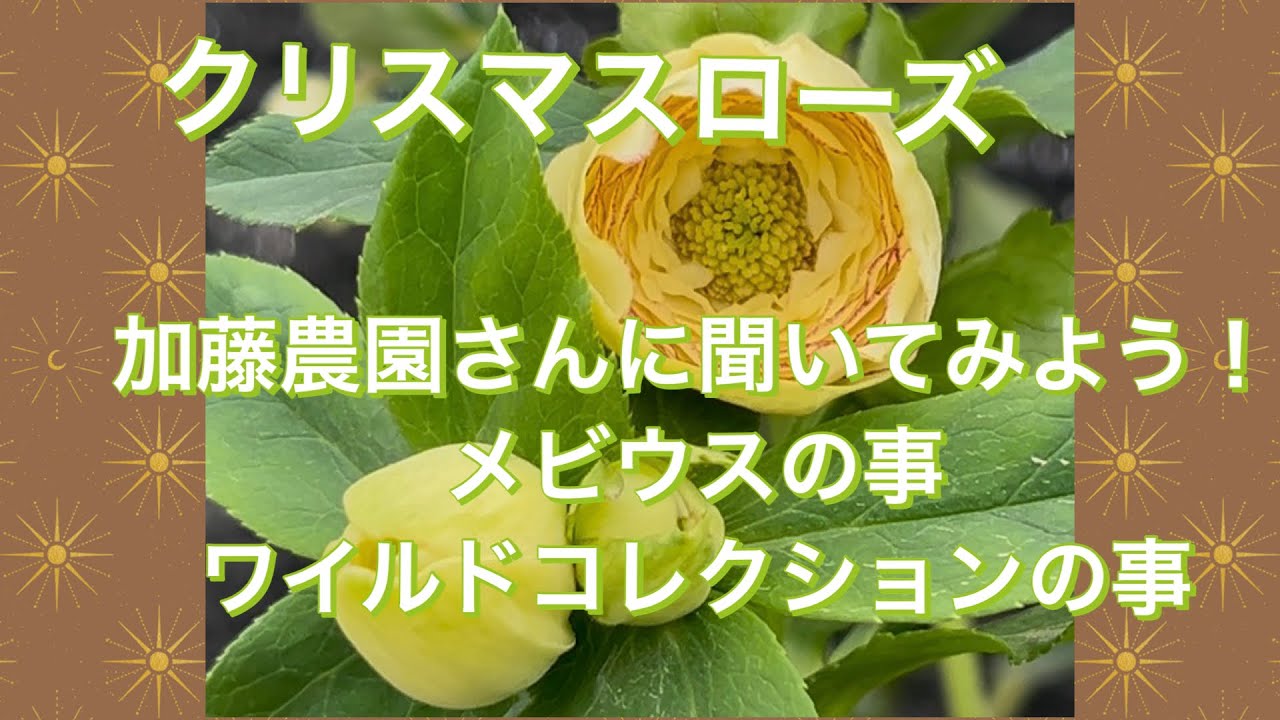 加藤農園さんにメビウスの事、ワイルドコレクションの事を聞いてみまし