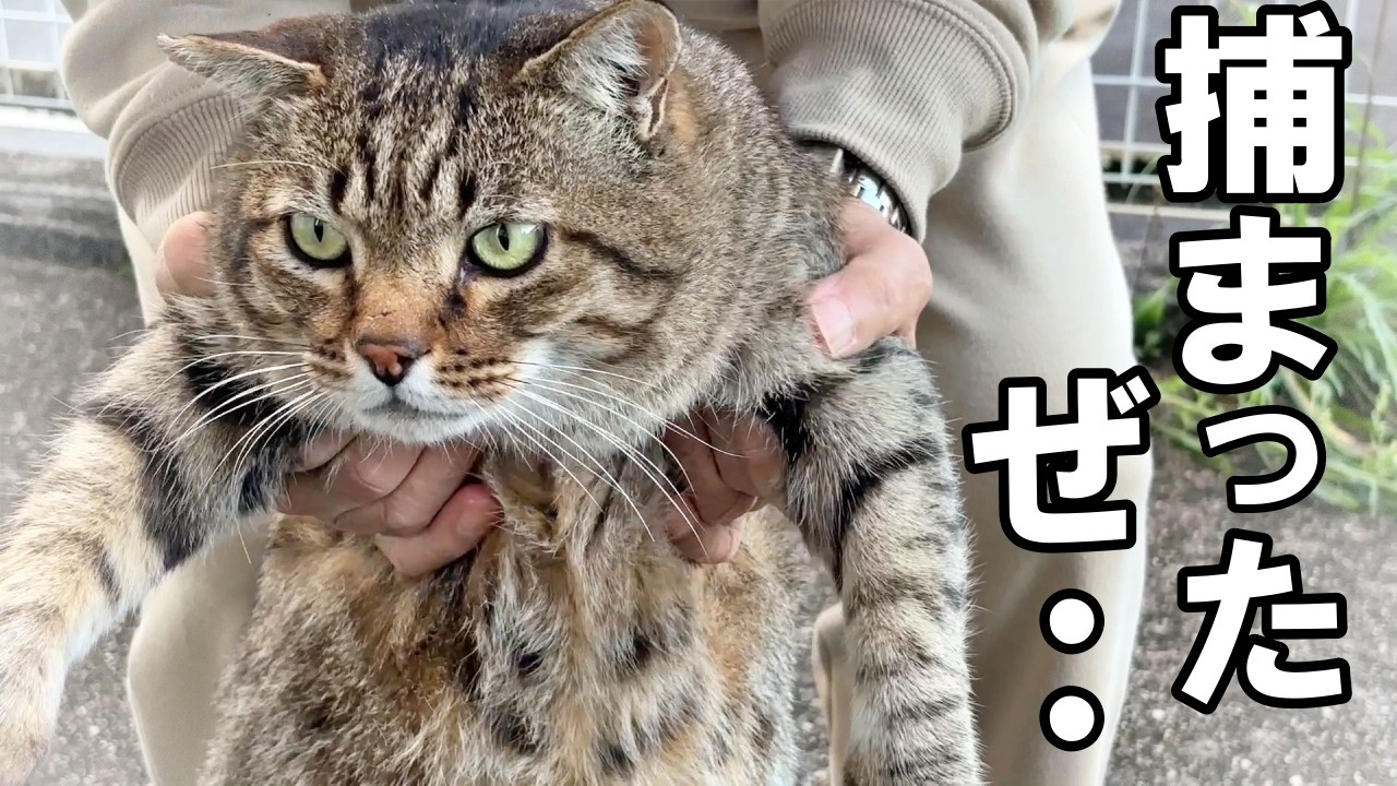 I rescued an 8-year-old stray cat #1 - YouTube