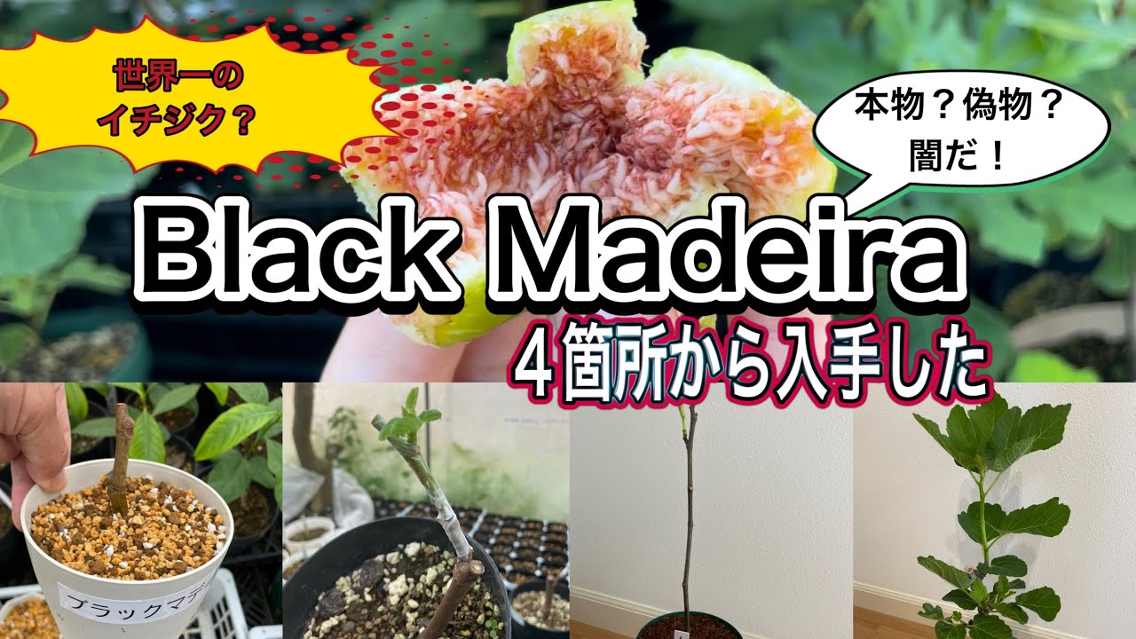 ブラックマデイラ【Black Madeira】は世界が認める美味しいイチジク
