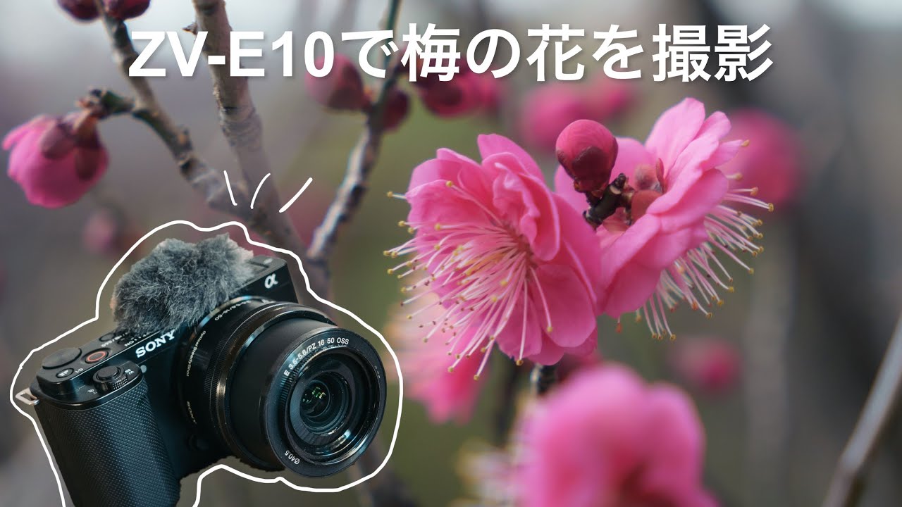 VLOG POV] How to use ZV-E10 in everyday life // Taking a picture