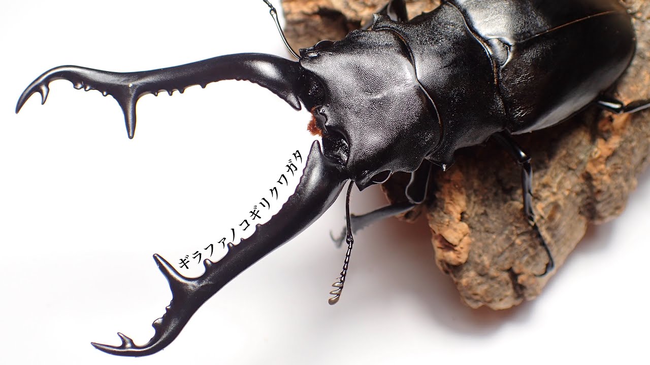 最大亜種】ギラファノコギリクワガタの2週間経過した産卵セット