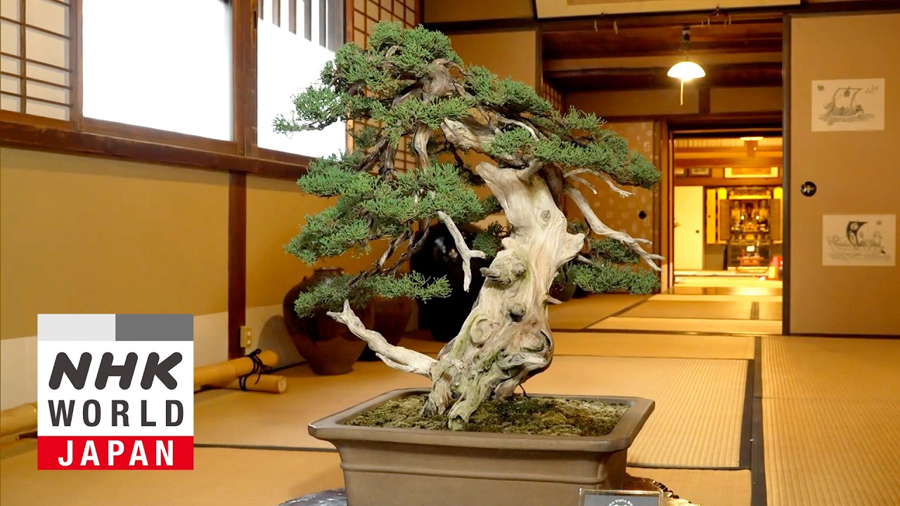 盆栽鉢紹介【堀江美功】白釉貫入緑釉鶴紋反縁丸鉢 - YouTube