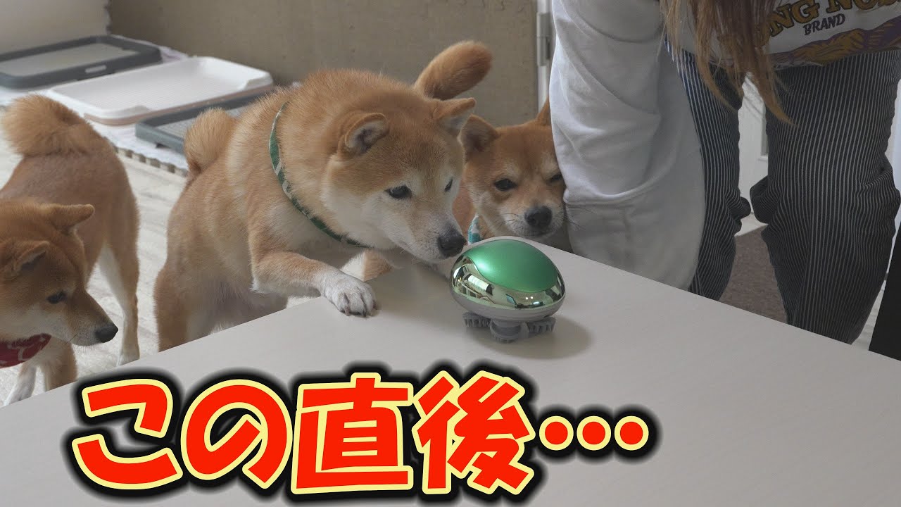 Many Shiba Inu dogs were left speechless by the cutting-edge