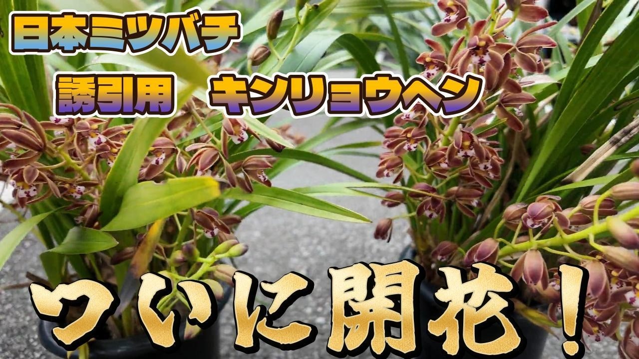 日本ミツバチ 誘引用 キンリョウヘン ついに開花！！#日本ミツバチ