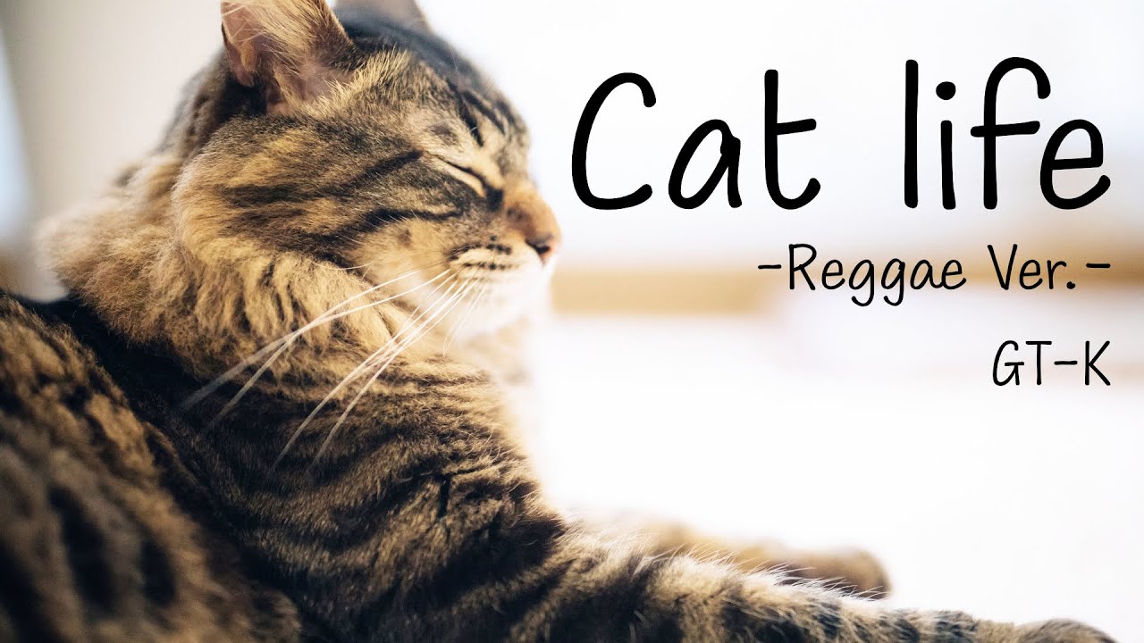 MV】Cat life (Reggae Ver.) - YouTube