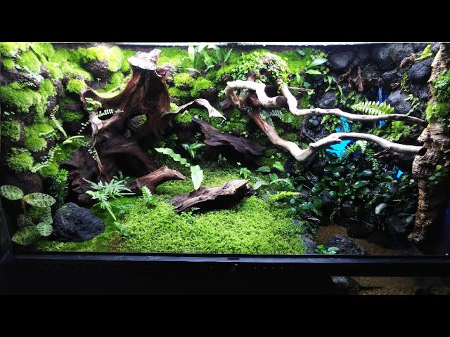 煌めく滝のイモリウム9060】立ち上げ動画/vivarium,paludarium