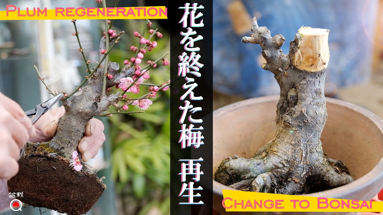 How to remake horticultural plums into bonsai [Bonsai Q] - YouTube