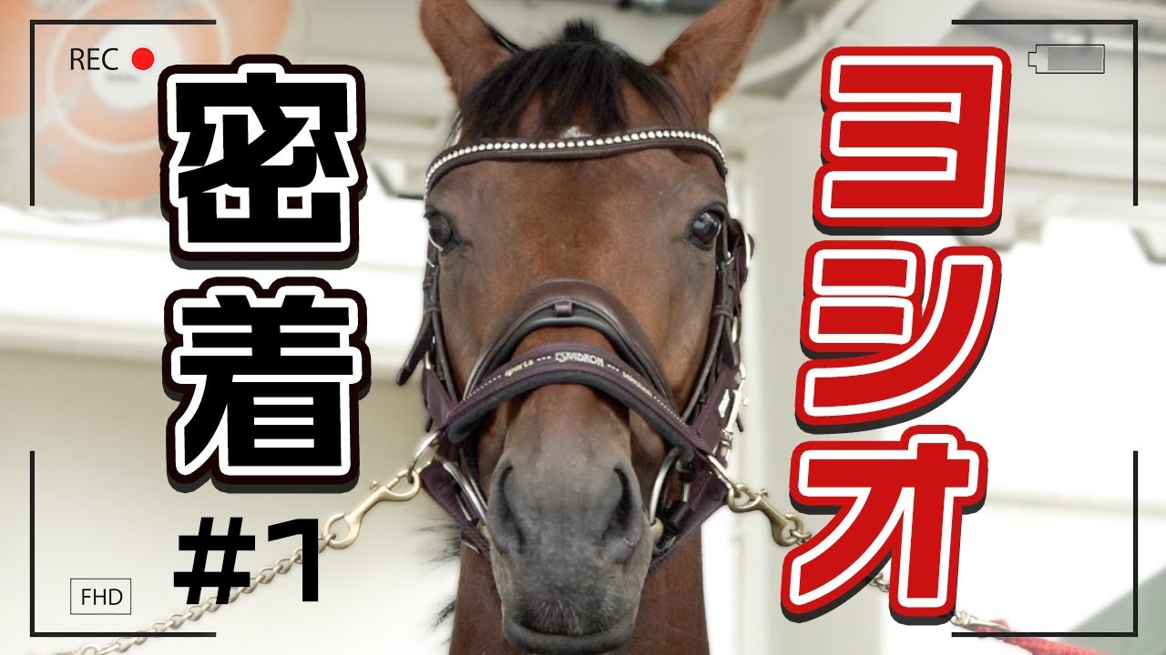 密着#1】ヨシオは今、福島競馬場で誘導馬を目指してトレーニングを