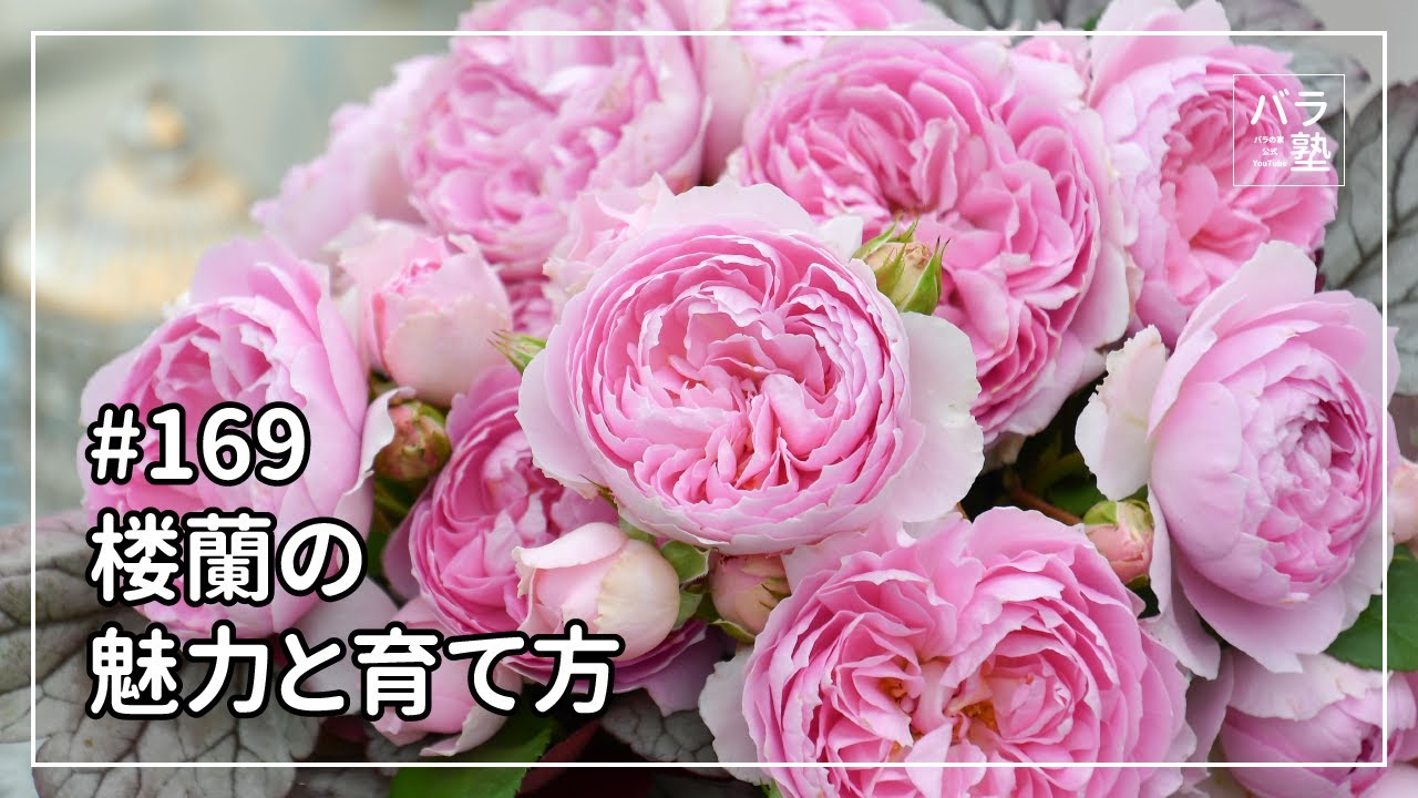 冬季大苗】バラ苗 ロウラン【楼蘭】 国産苗 6号鉢植え品［農林水産省