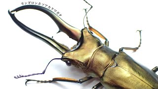 モンギロンホソアカクワガタの紹介と産卵セット【クワガタ飼育】アル