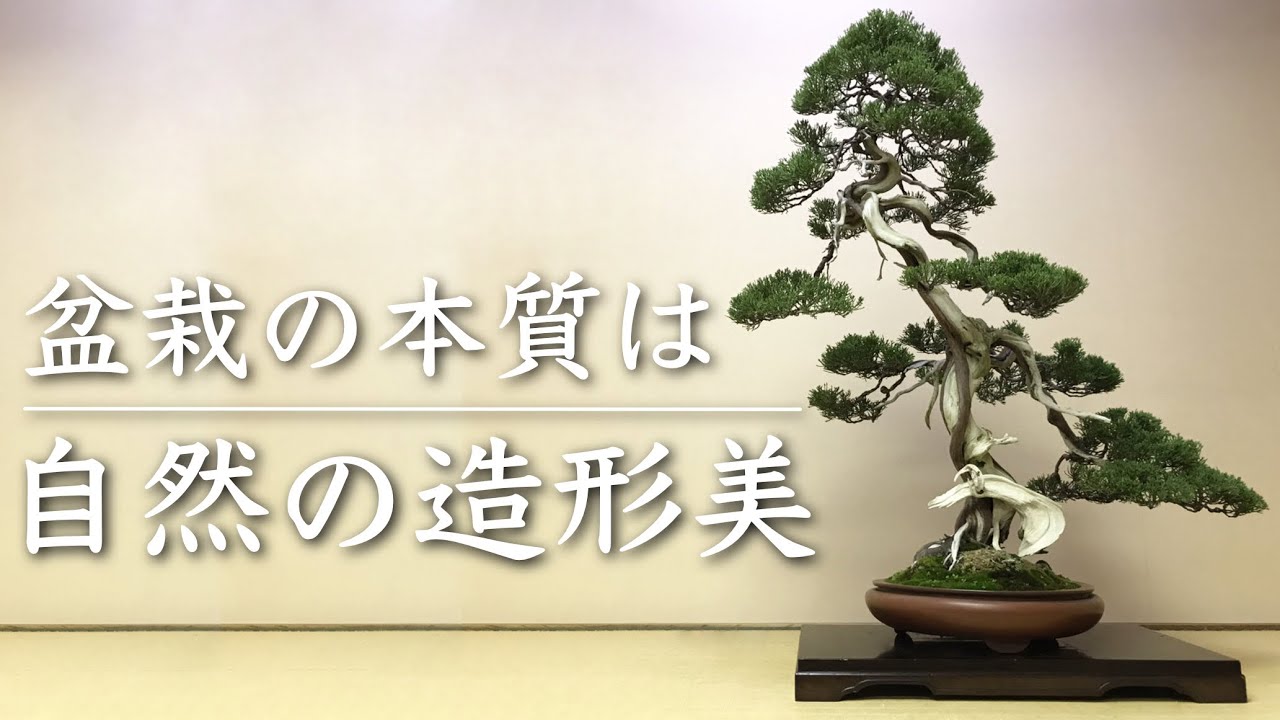 糸魚川真柏①】盆栽の本質は自然の造形美にあり【西川盆栽園・西川敏一