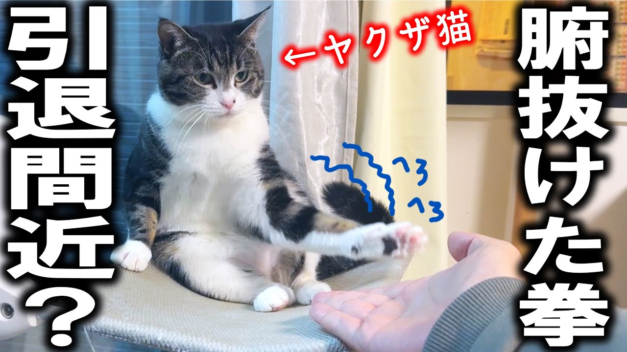ヤクザ猫と呼ばれた猫のパンチを耐え続けた結果… - YouTube