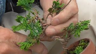 Making patterned trees using wire - YouTube