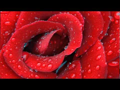 Sharon Forrester - Red Rose (Radio Mix).wmv - YouTube