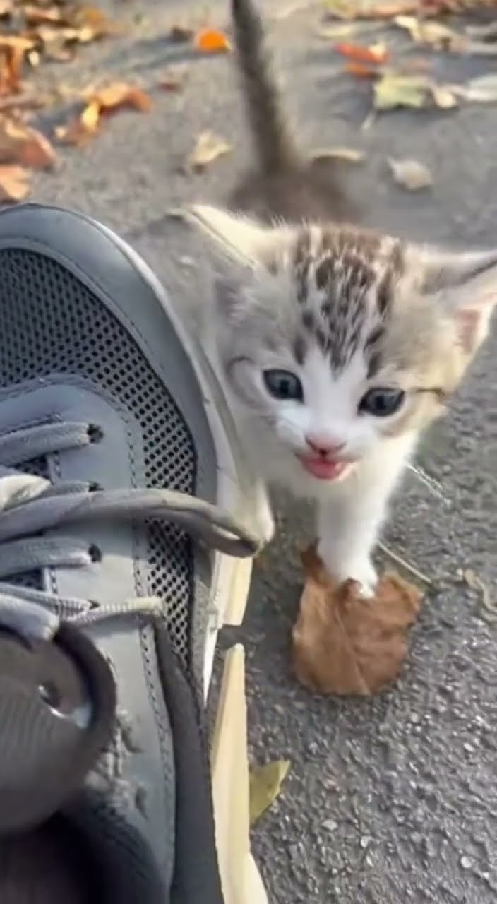 A Kitten Brought Me a Gift - YouTube