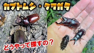 夏休み】カブトムシとクワガタを採集しよう！ - YouTube