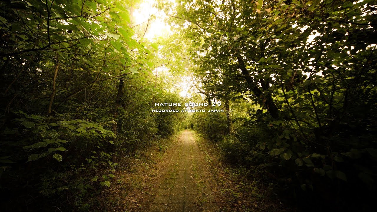 Nature Sound 29 - QUIET FOREST / THE MOST RELAXING SOUNDS - - YouTube