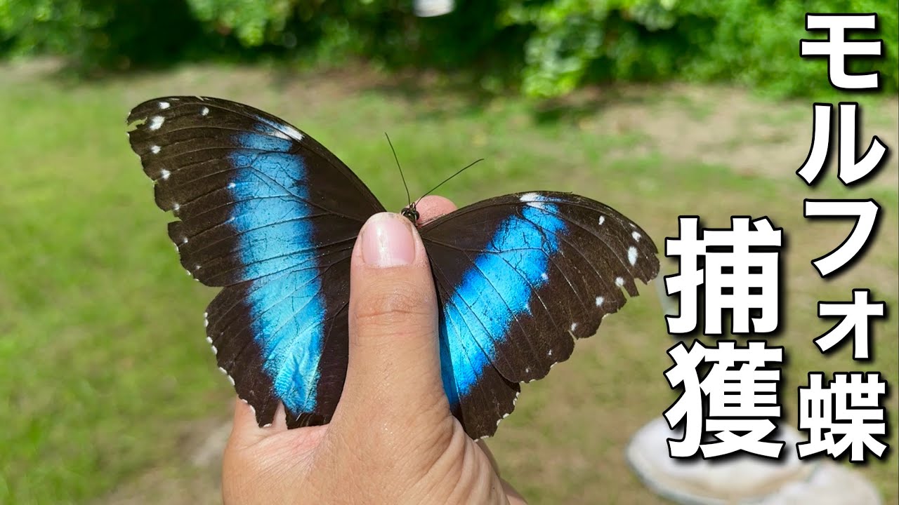 I captured a wild Morpho butterfly deep in the Amazon! - YouTube