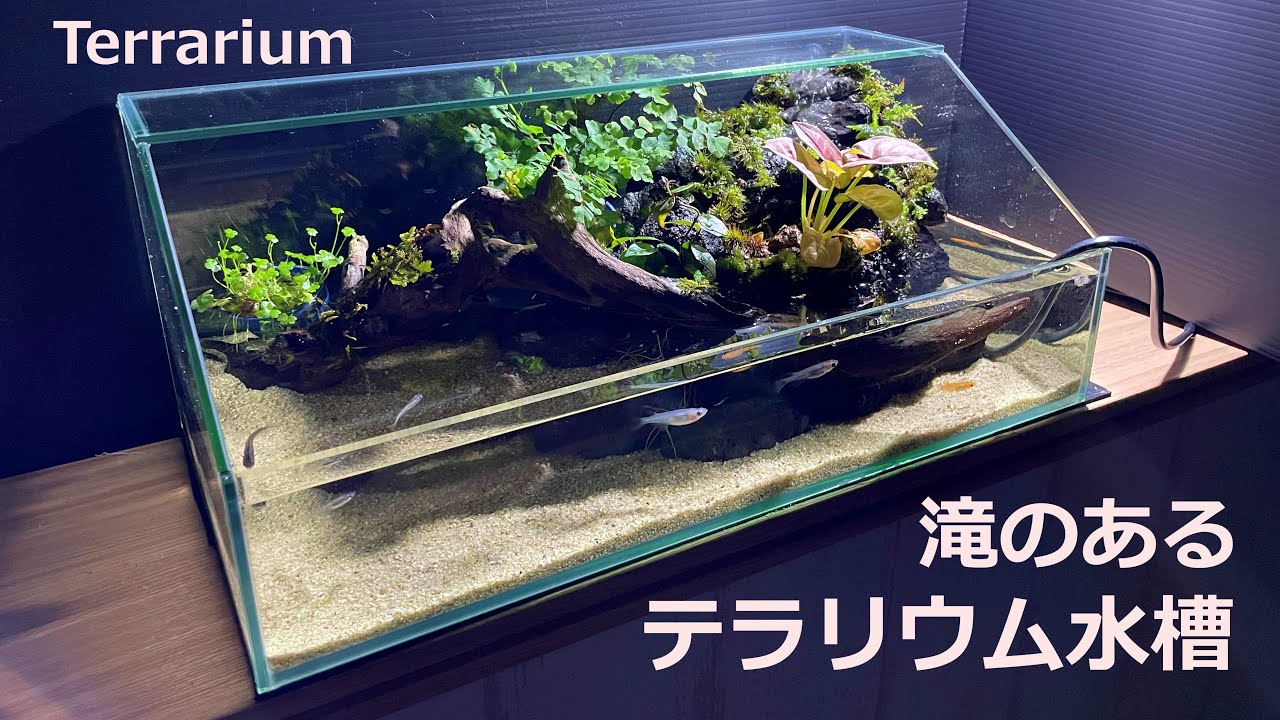 初心者が滝のあるテラリウム水槽作ってみた！Terrarium[めだか] - YouTube