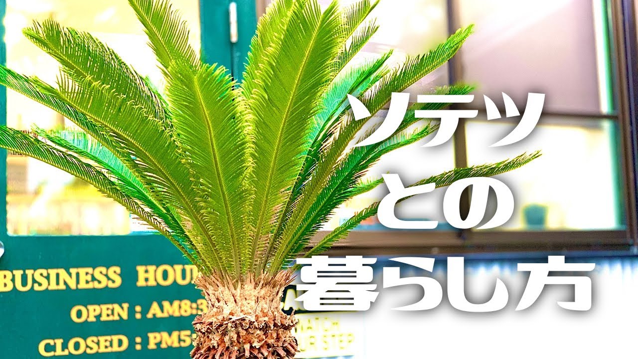 年末セール】サイカス・レボルタ / ソテツ 多頭 大株 ガーデニング