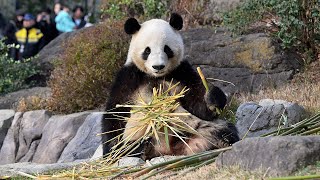 2025.12.19 今日のパンダ（4035日目）[8K] - YouTube