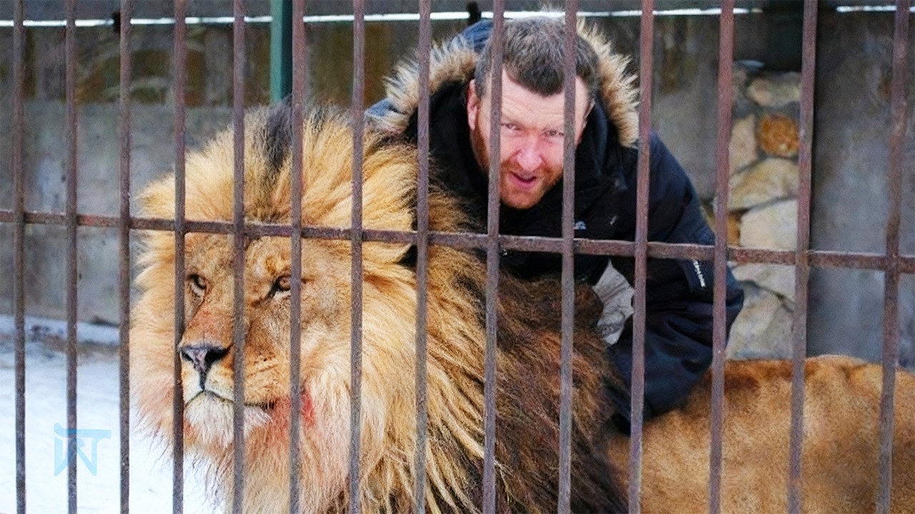 Living with a lion family in a cage for 35 days. The incredible