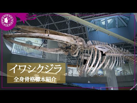 全長14m】イワシクジラの骨格標本 - YouTube