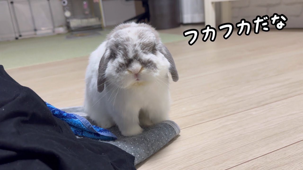 洗いたての洗濯物があると、必ず座りにくるウサギ【No.415】 - YouTube