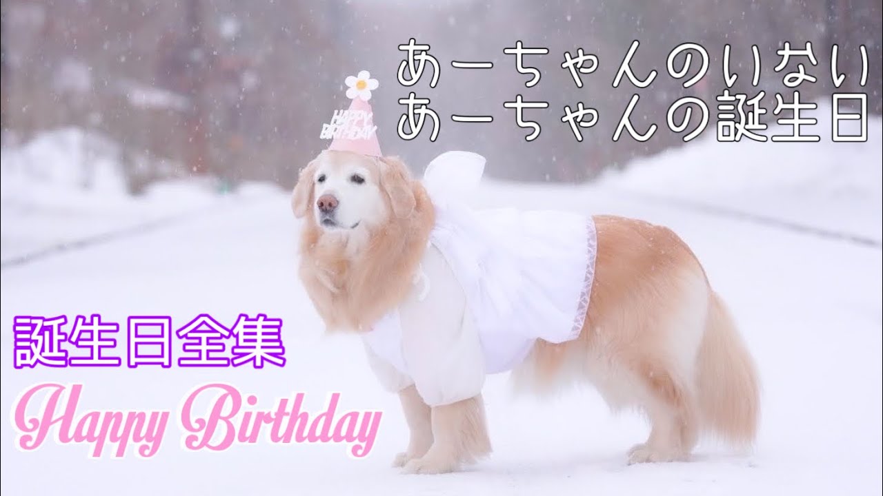 A-chan's Birthday Complete Collection] A-chan's birthday without A