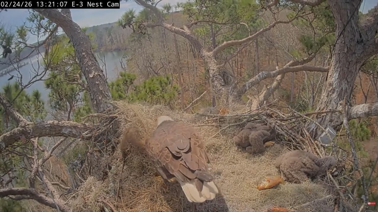 Bald Eagle - Kisatchie National Forest E-3 24.02.2026 13:12 - YouTube