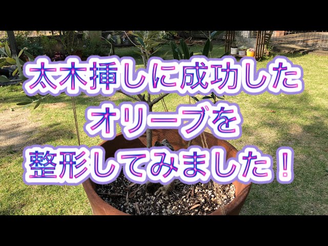 初心者でも簡単！「太木挿し」に成功した鉢植えオリーブの樹形をあれで