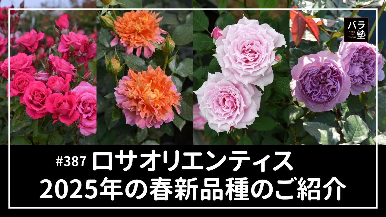 387 Rosa orientis Introducing new varieties for spring 2025 - YouTube