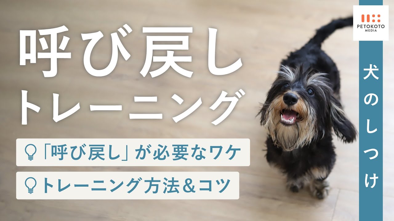 犬の呼び戻し・おいで】の教え方やポイントをドッグトレーナーが解説
