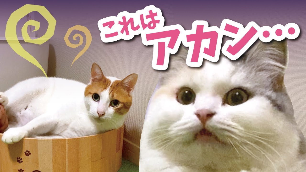 Sad news] My master smelled so bad I finally introduced the