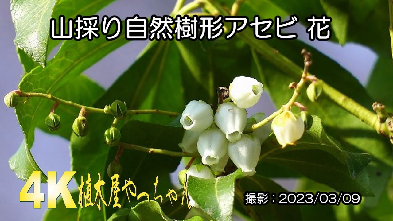 しなやかに。力強く。山採りアセビ。 しなやか。山採りアセビ。