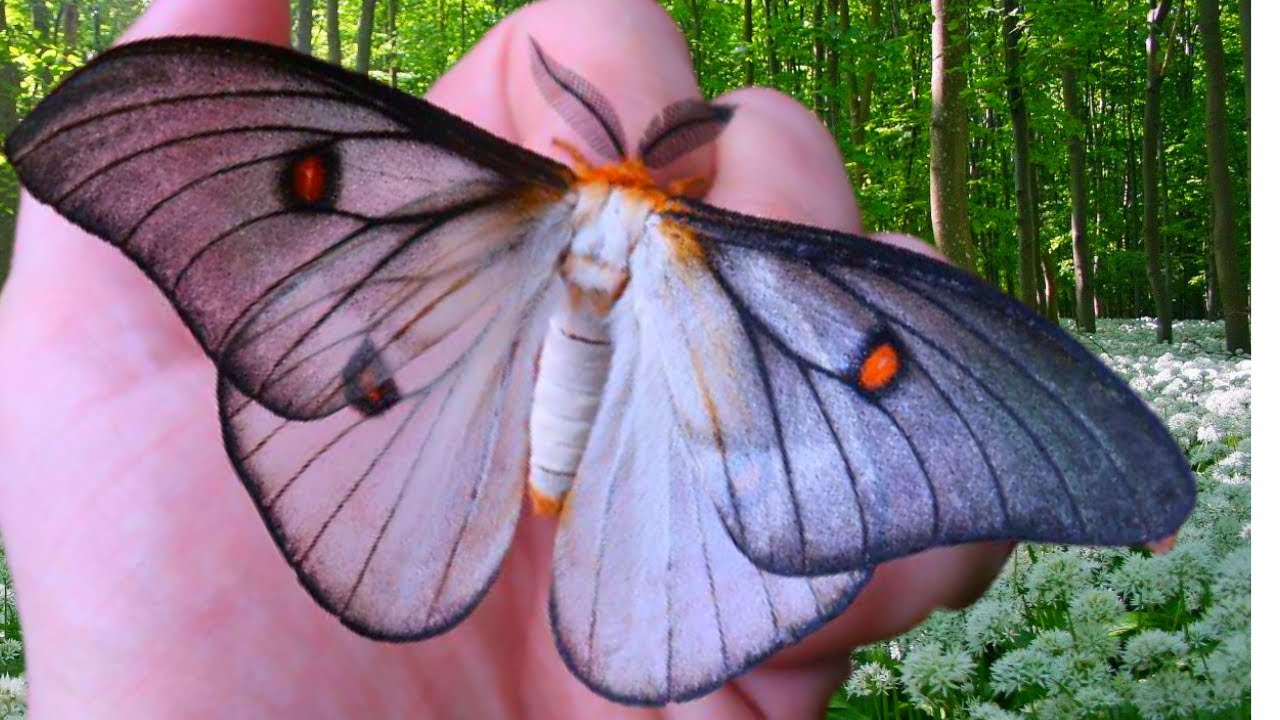 Ghostly Silkmoth Male: Ceranchia apollina (Saturniidae) from