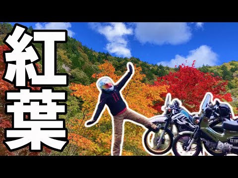 Ranked #1 in autumn foliage: Seseragi Kaido, a 65km long touring