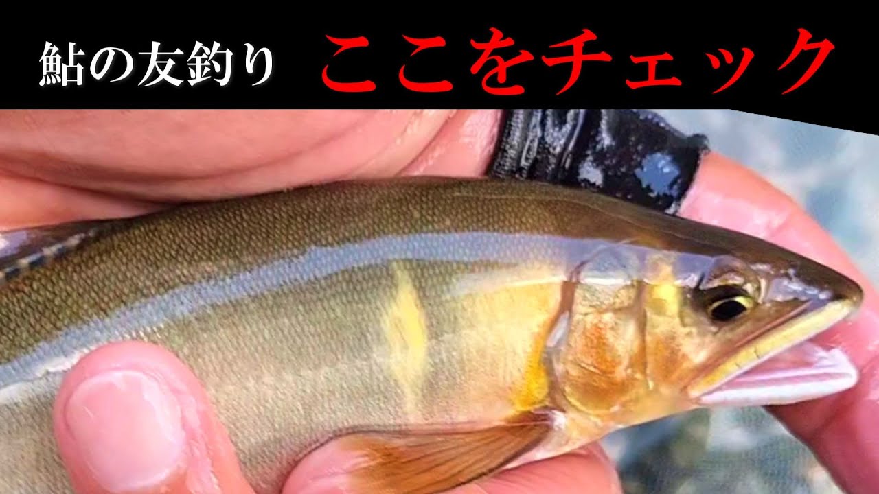 Ayu fishing: Pitfalls that people who can't catch fish fall into