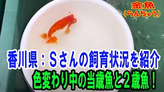 らんちゅう（#金魚）ブリーダーの飼育記録No.308：香川県：Sさんの飼育