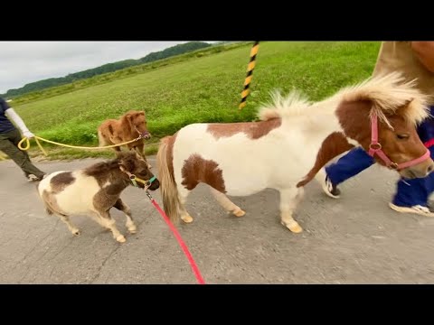 Take shelter in the stables due to heavy rain ⚠️ - YouTube