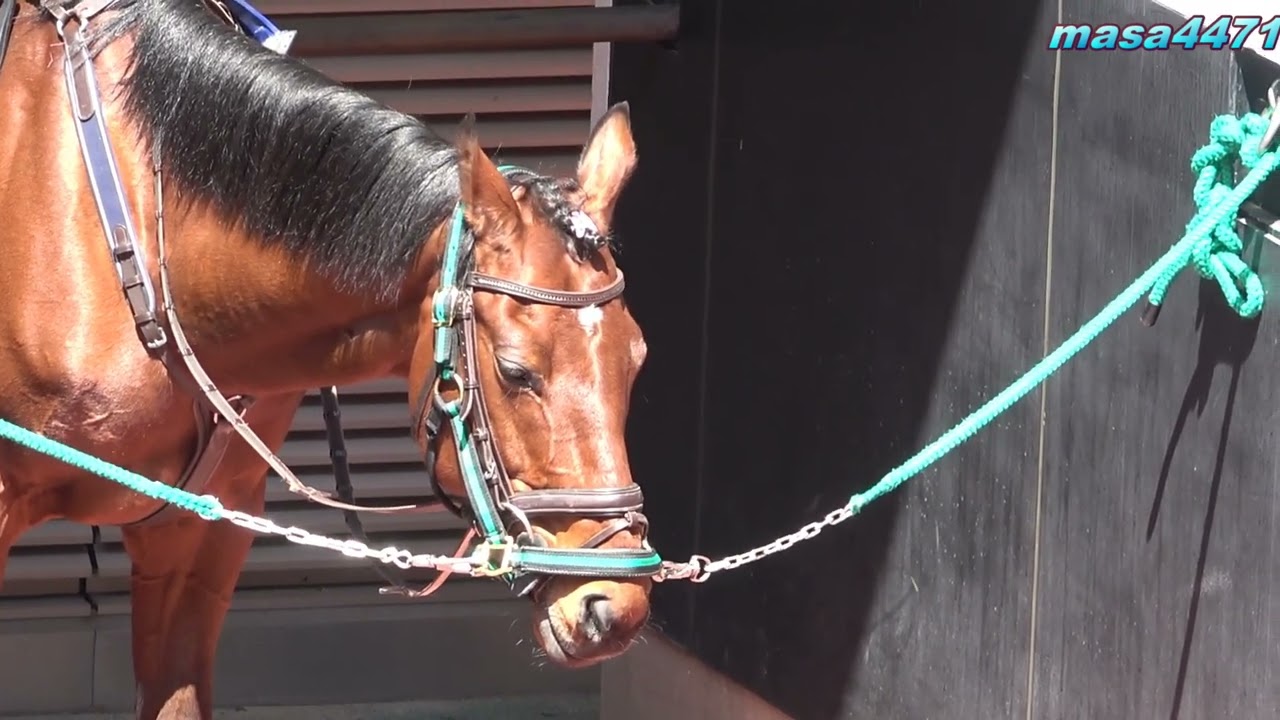 現地撮影】福島競馬場誘導馬ヨシオさん病気で亡くなる。 - YouTube